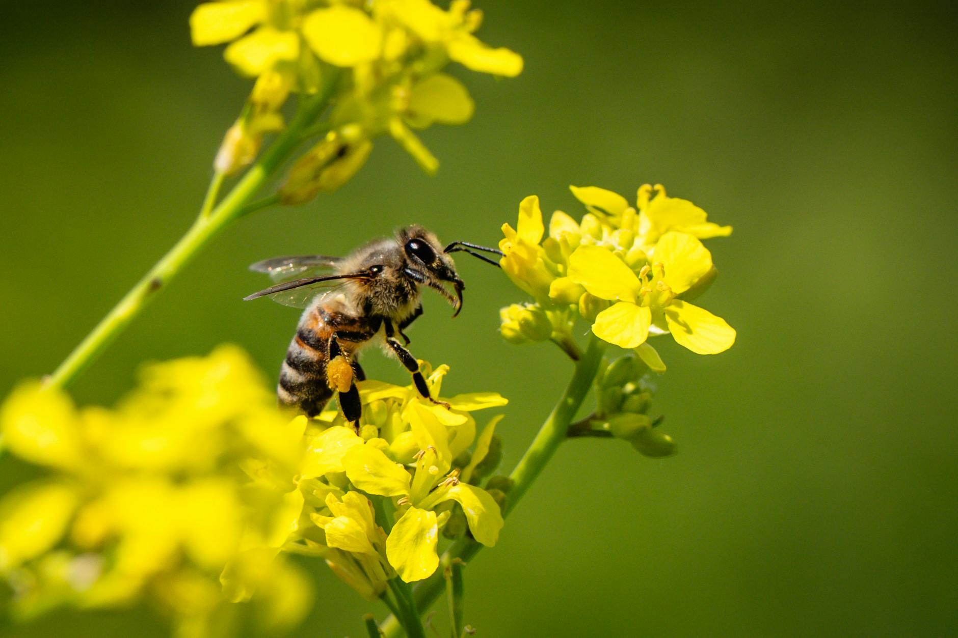 Celebrating the International Day of Biodiversity: Why It Matters